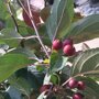 Malus 'Mokum'